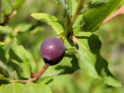Vaccinium membranaceum, photographed by Christine Braaten