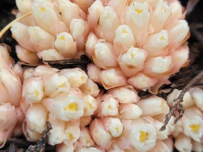 Hemitomes congestum, photographed by Christine Braaten