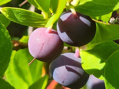 Vaccinium cespitosum, photographed by Christine Braaten