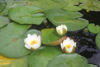 Nymphaea candida, photographed by Daria