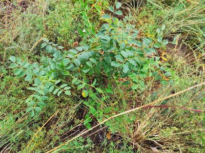 Glycyrrhiza uralensis, photographed by Valentin Kosterin