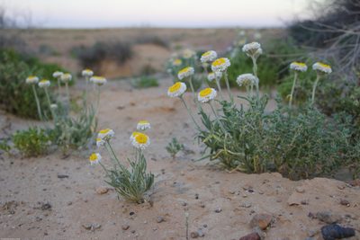 Polycalymma stuartii, photographed by Third Silence