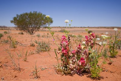 Rumex vesicarius, photographed by Third Silence