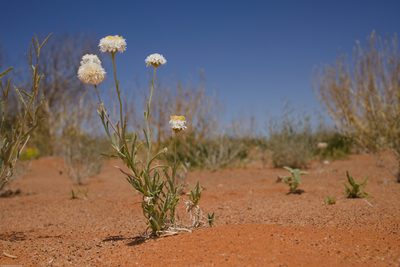 Polycalymma stuartii, photographed by Third Silence