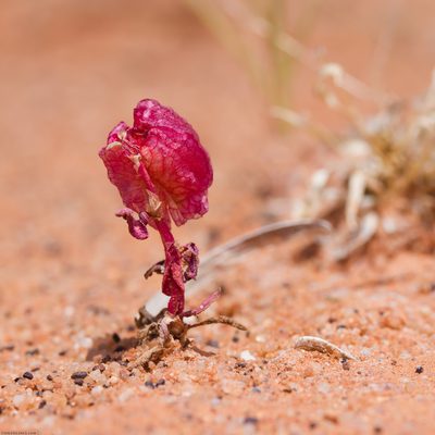 Rumex vesicarius, photographed by Third Silence
