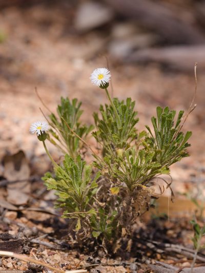 Ixiochlamys cuneifolia, photographed by Third Silence