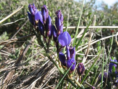 Polygala microphylla, photographed by José Luis Camaño