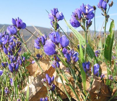 Polygala microphylla, photographed by José Luis Camaño