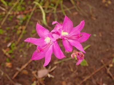 Calopogon tuberosus, photographed by Louis Imbeau