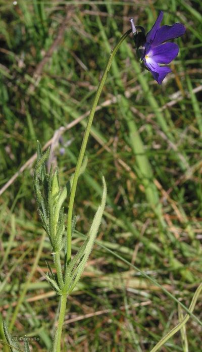 Viola bubanii, photographed by José Luis Camaño