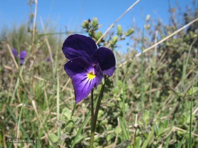 Viola bubanii, photographed by José Luis Camaño