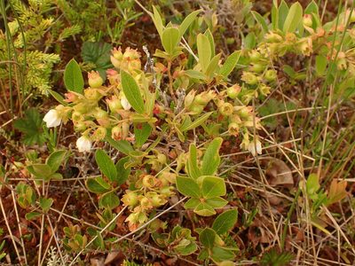 Gaylussacia bigeloviana, photographed by Louis Imbeau