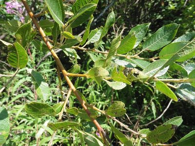 Salix myrsinifolia, photographed by Силаева Татьяна Борисовна