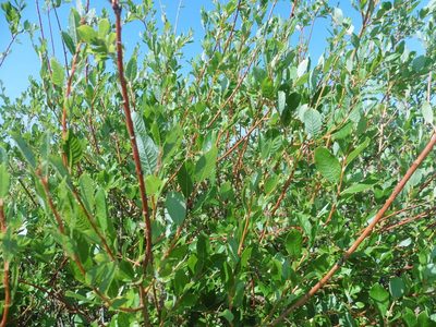 Salix starkeana, photographed by Силаева Татьяна Борисовна