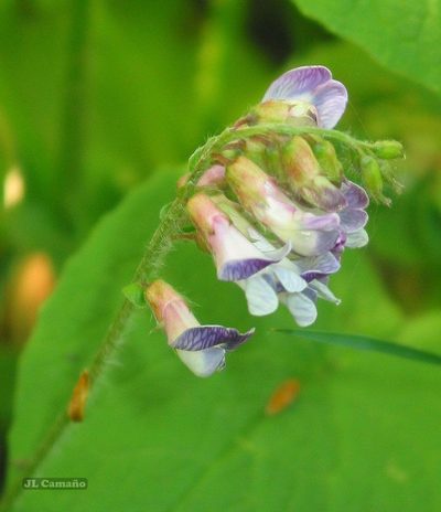 Vicia orobus, photographed by José Luis Camaño
