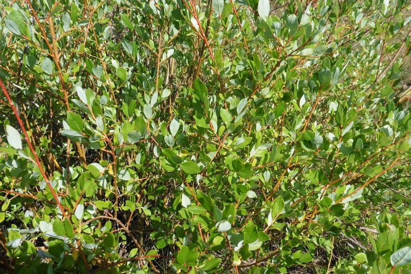 Salix starkeana, photographed by Силаева Татьяна Борисовна