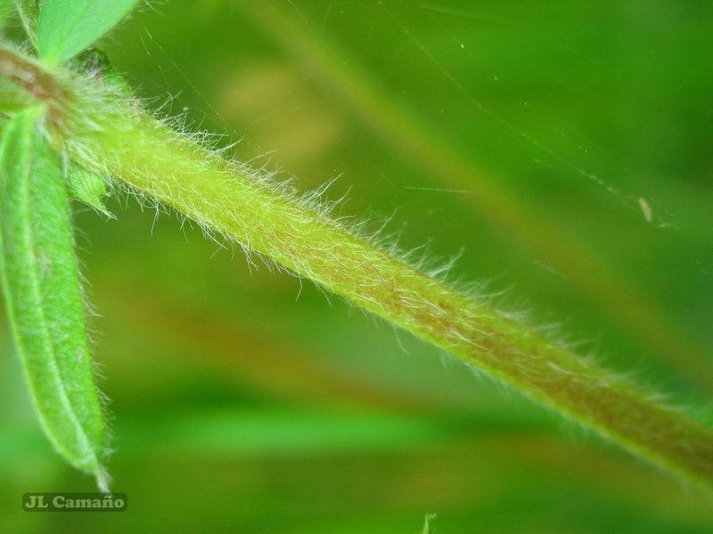Vicia orobus, photographed by José Luis Camaño