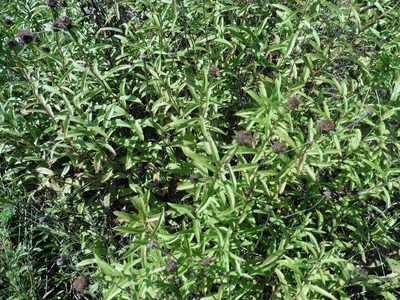 Pentanema salicinum, photographed by Силаева Татьяна Борисовна
