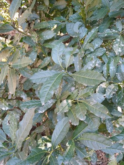 Xymalos monospora, photographed by Rosemary Harrison