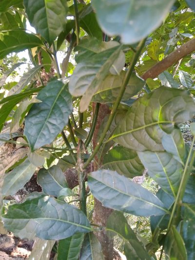 Xymalos monospora, photographed by Rosemary Harrison