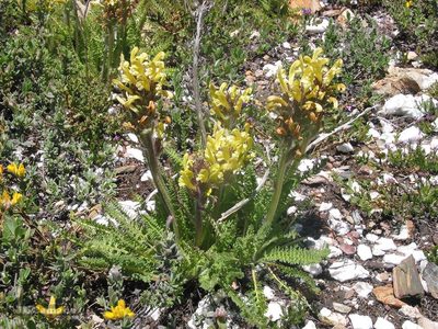 Pedicularis schizocalyx, photographed by José Luis Camaño