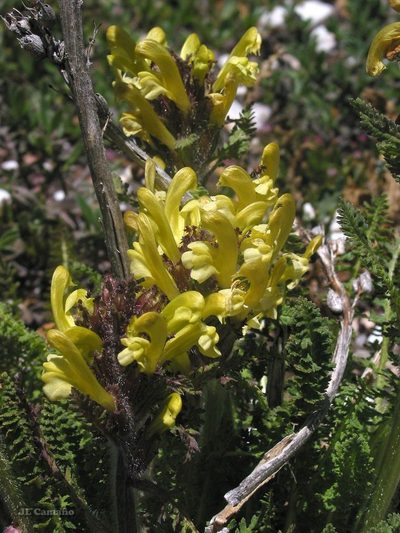 Pedicularis schizocalyx, photographed by José Luis Camaño