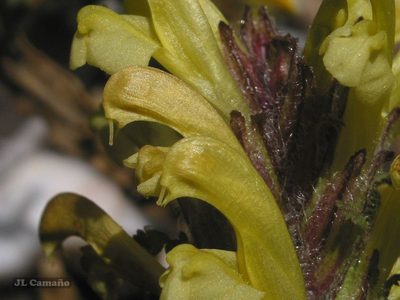 Pedicularis schizocalyx, photographed by José Luis Camaño