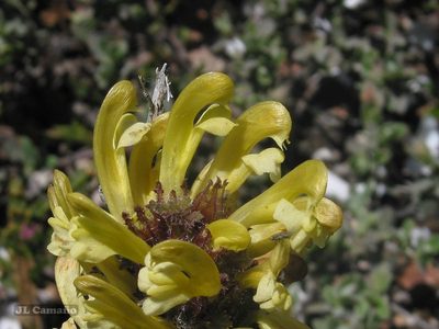 Pedicularis schizocalyx, photographed by José Luis Camaño