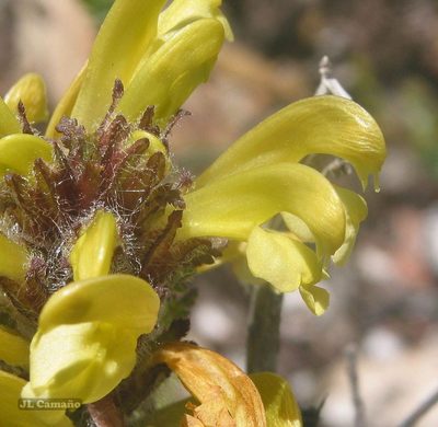 Pedicularis schizocalyx, photographed by José Luis Camaño