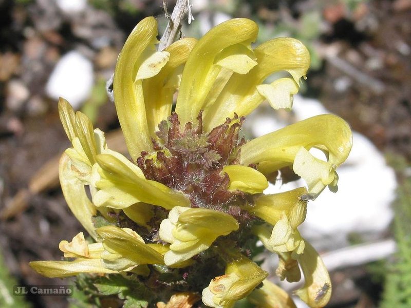 Pedicularis schizocalyx, photographed by José Luis Camaño