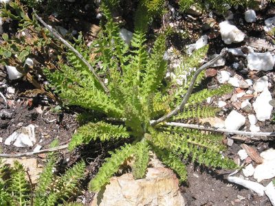 Pedicularis schizocalyx, photographed by José Luis Camaño