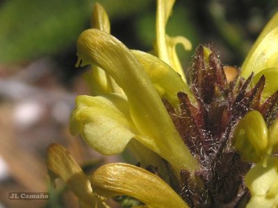Pedicularis schizocalyx, photographed by José Luis Camaño