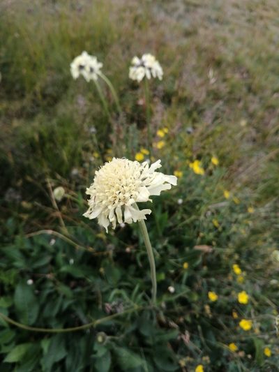 Cephalaria gigantea, photographed by Nevlyutov Marat