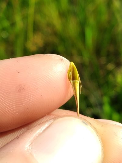 Rhynchospora inundata, photographed by Scott Ward