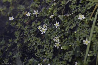 Ranunculus lobbii, photographed by Ken-ichi Ueda