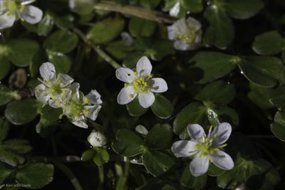 Ranunculus lobbii, photographed by Ken-ichi Ueda