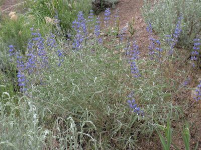 Lupinus meionanthus, photographed by Jim Morefield
