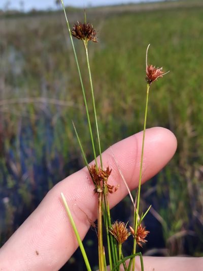 Rhynchospora filifolia, photographed by Scott Ward