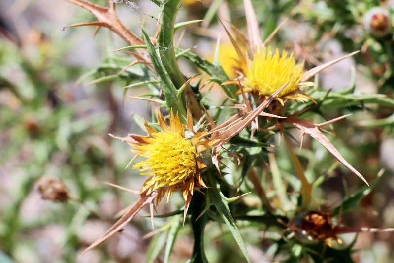Carlina involucrata, photographed by amantedarmanin