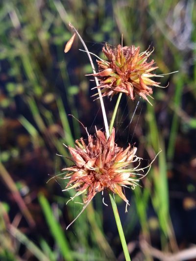 Rhynchospora tracyi, photographed by Scott Ward