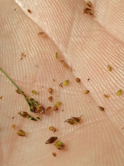 Rhynchospora microcarpa, photographed by Scott Ward