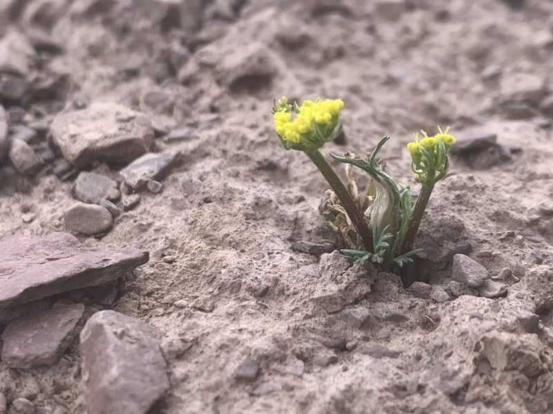 Lomatium sandbergii, photographed by Spencer Quayle