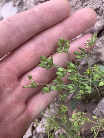 Lomatium sandbergii, photographed by Spencer Quayle