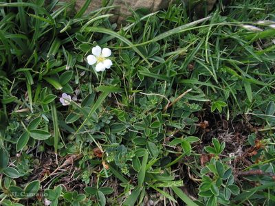 Potentilla montana, photographed by José Luis Camaño