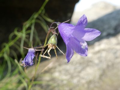 Campanula intercedens, photographed by Bruce Cook