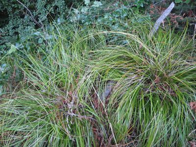 Carex raoulii, photographed by Alice Shanks