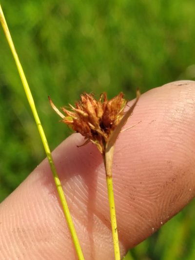 Rhynchospora ciliaris, photographed by Scott Ward