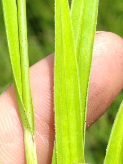 Rhynchospora ciliaris, photographed by Scott Ward