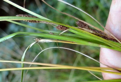 Carex raoulii, photographed by Alice Shanks
