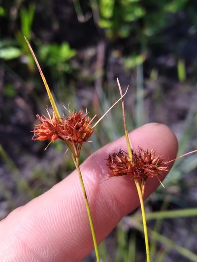 Rhynchospora fascicularis, photographed by Scott Ward